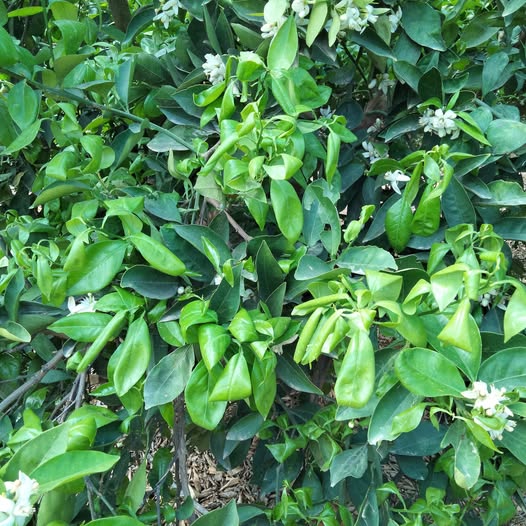 عاوز اعرف ايه السبب ورقة البراعم الجديد